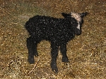 Ett lamm